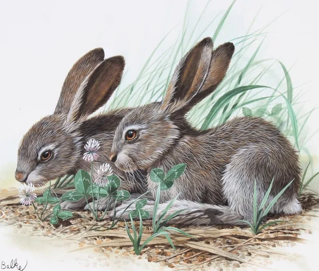 White-tailed Jack Rabbit by Don Balke, Watercolor on Illustration Board, sold Apr 2024