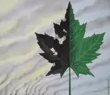 Damaged Leaf, Helmuth Stone Gallery 2024