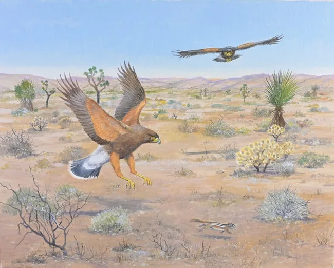 Peter Barrett, Harris's Hawk, Oil on Canvas