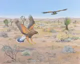 Harris's Hawk, Helmuth Stone Gallery 2024