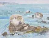 Sea Otters, Helmuth Stone Gallery 2024