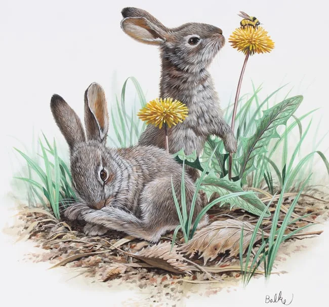 Snowshoe Hare by Don Balke, Watercolor on Illustration Board, sold Jun 2024