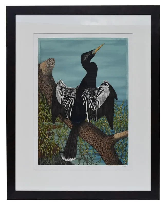 Anhinga by John Costin, Hand-colored etchings on wove paper, offered Aug 2024