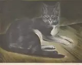 Mabel Wellington Jack, Tiger