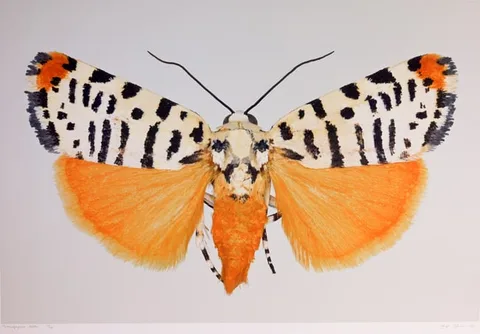 Dr. Joseph Scheer, Tarache idella, print on heavy watercolor paper