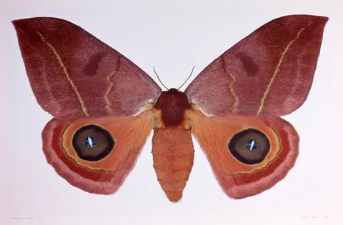 Dr. Joseph Scheer, Automeris Randa, print on heavy watercolor paper