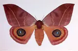 Dr. Joseph Scheer, Automeris Randa