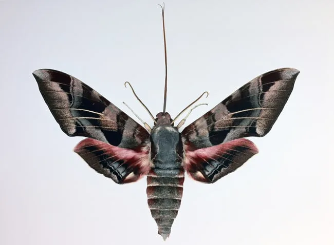 Eumorpha Typhon by Joseph Scheer, print on heavy watercolor paper, offered Aug 2024