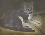 Mabel Wellington Jack, Tiger