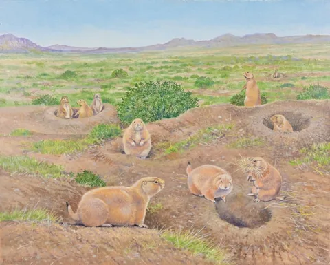 Peter Barrett, Black-Tailed Prarie Dog, 2022, Oil on Canvas