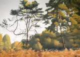 Bent Pine Branch, Helmuth Stone Gallery 2025