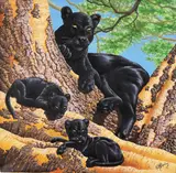R.G. Finney, Black Panther