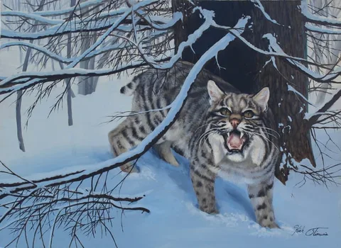 Kirk Stirnweis, Bobcat, Oil on Illustration Board
