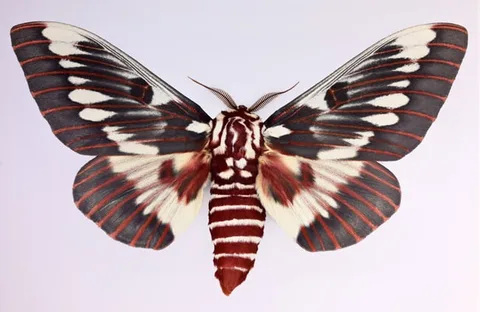 Dr. Joseph Scheer, Citheronia Splendens, print on heavy watercolor paper