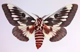 Dr. Joseph Scheer, Citheronia Splendens