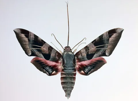 Dr. Joseph Scheer, Eumorpha Typhon, print on heavy watercolor paper