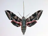 Dr. Joseph Scheer, Eumorpha Typhon