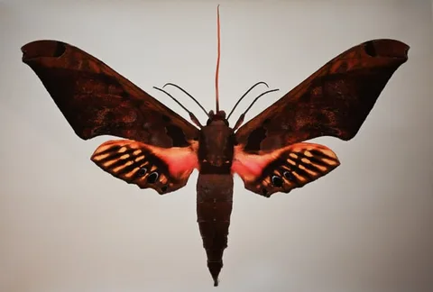 Dr. Joseph Scheer, Adhemarius sexoculata, print on heavy watercolor paper