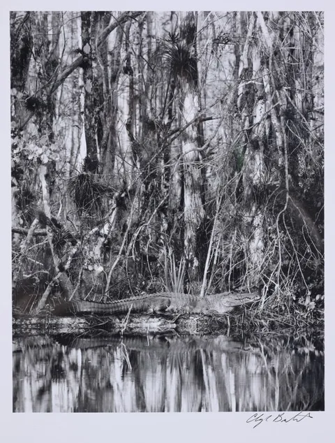 Clyde Butcher, Loosecrew Gator, 1996, photograph