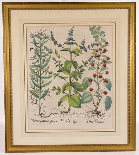 Basil Besler, Hortus Eystettensis, Mentha Crispa, Copper Engraving