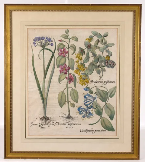 Basil Besler, Juncus, Clematis, Periclymenum, Copper Engraving