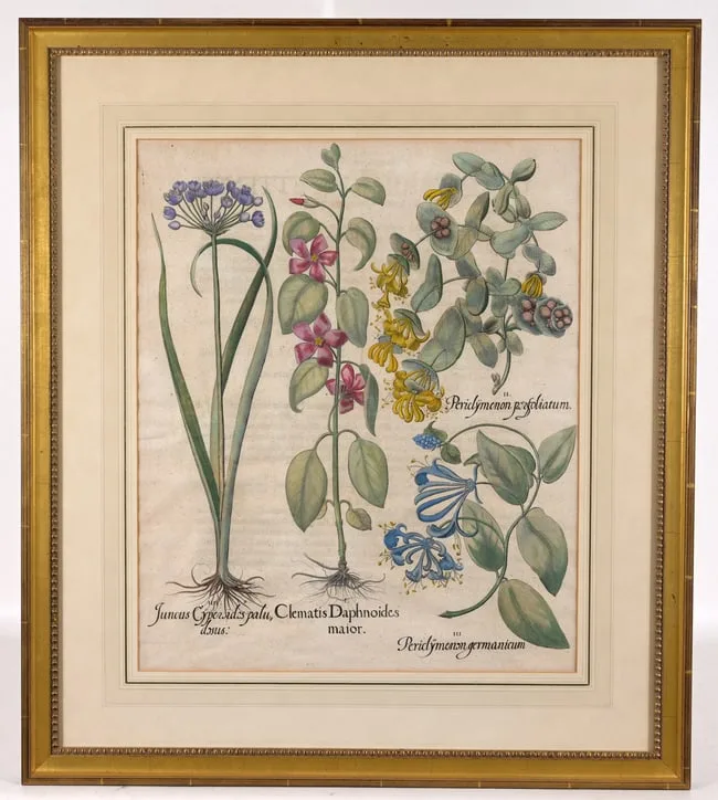 Juncus, Clematis, Periclymenum by Basil Besler, Copper Engraving, sold Jan 2026