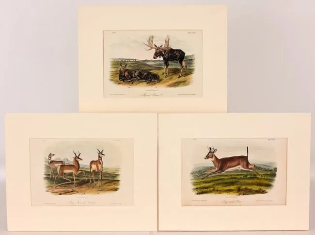 Moose Deer by John James Audubon, 1850, hand-colored lithograph, sold Mar 2026