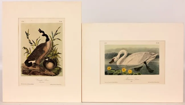 Canada Goose by John James Audubon, 1856, hand-colored lithograph, sold Mar 2026