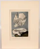 John James Audubon, Iceland or Gyr Falcon