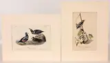 John James Audubon, Harlequin Duck