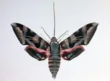 Dr. Joseph Scheer, Eumorpha Typhon