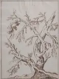 Giovanni Santini, albero, inchiostro on paper