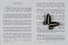 Claudio Parmiggiani, Senza titolo, entro scatola entomologica.