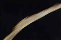 Untitled 7 by Andres Serrano, 1989, Sul verso: firma; sul cartone di chiusura: etichetta Paola Cooper Gallery, offered Dec 2018