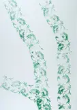 Renato Mambor, Rulli