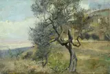 Egisto Ferroni, Ulivo nel paesaggio