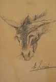 Massimo Lomi, Testa di asino