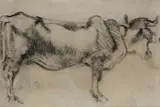Arturo Checchi, Bue, pencil on paper