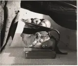 Joel-Peter Witkin, Story from a book 1999