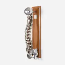 Dr. Thurman Fleet, Fleet's Spinal Demonstrator, the Classic Model, 1983, cast aluminum, brass, rubber