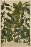 Johannes W Weinman, Untitled, circa 1735 watercolour 34 x 22cm (2)