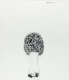 Harry Schwalb, Dowager - Morel Mushroom, 1999, pencil drawing on paper