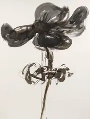 Poppy Flower by Joe Eula Eula, 1994, ink and ink wash drawing, offered Dec 2023