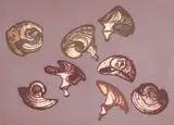 Benita Sanders, Shell Shapes, 1968, intaglio, etching on wove paper