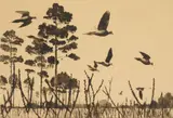Richard Evett Bishop, Dove Field (Mourning Doves) (Bishop 77), etching, 1937