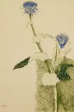 Leonard Baskin, Thistle and Blue Flower (Fern & O'Sullivan 581), etching in colors, 1970