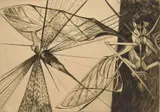 Walter Rogalski, Locust, engraving, 1954