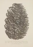Jacques Hnizdovsky, Willow (Tahir 51), woodcut, 1964