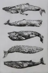 5 Whales, by David Lazarus, Etching, offered Aug 2022