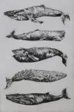 David Lazarus, 5 Whales,, Etching